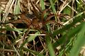 Dolomedes_plantarius_D5154_Z_89_Canal du Nivernais_Frankrijk